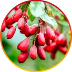 Berberine