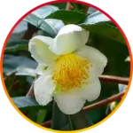Camellia Sinensis