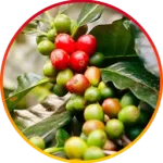 Chlorogenic Acid
