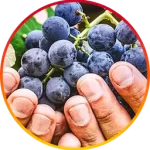 Resveratrol